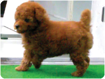 トイプードル byイズミペット（岐阜）