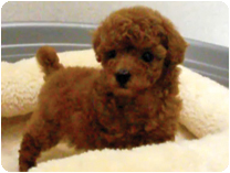 トイプードル by NIPPON PET（大垣）