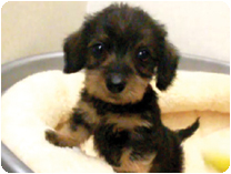 ミニチュアダックスフンド（ワイヤーヘアー）