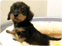 ミニチュアダックスフンド(ワイヤーヘアー)  by イズミペット（岐阜）