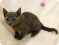 ロシアンブルー by イズミペット（岐阜）