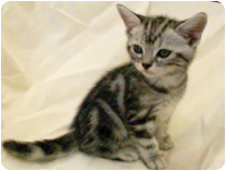 アメリカンショートヘアー by イズミペット（岐阜）