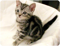 アメリカンショートヘアー