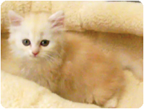 スコティッシュフォールド by イズミペット（岐阜）