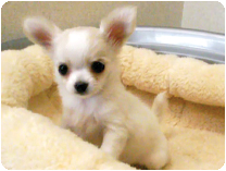 チワワ（ロングコート） by イズミペット（岐阜）