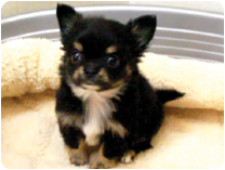 チワワ（ロングコート）