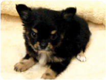 チワワ（ロングコート） by イズミペット（岐阜）