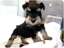 ミニチュアシュナウザー