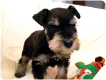 ミニチュアシュナウザー by イズミペット（岐阜）