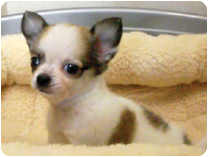 チワワ（ロングコート）