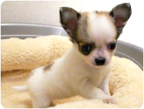 チワワ（ロングコート） by イズミペット（岐阜）