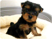 ヨークシャーテリア