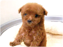 トイプードル by イズミペット（岐阜）