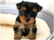 ヨークシャーテリア by NIPPON PET（大垣）