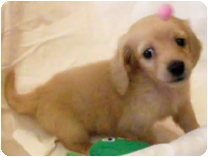 ミニチュアダックスフンド(ロングーヘアー) by イズミペット（岐阜）