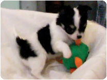 チワワ（ロングコート）