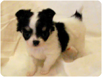 チワワ（ロングコート） by イズミペット（岐阜）