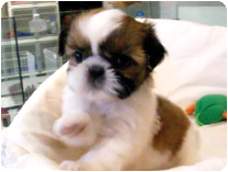 シーズー by イズミペット（岐阜）