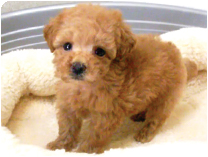 トイプードル by イズミペット（岐阜）