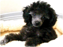 トイプードル by NIPPON PET（大垣）