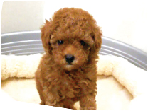 トイプードル by NIPPON PET（大垣）