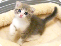 スコティッシュフォールド