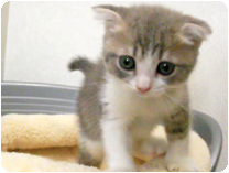 スコティッシュフォールド by NIPPON PET（大垣）