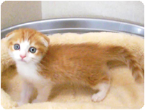 スコティッシュフォールド