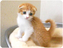 スコティッシュフォールド by NIPPON PET（大垣）