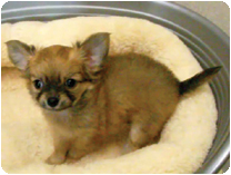 チワワ（ロングコート）