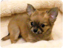 チワワ（ロングコート）by NIPPON PET（大垣）