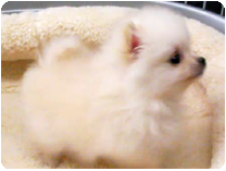 ポメラニアン by NIPPON PET（大垣）