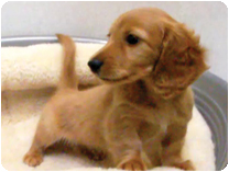 ミニチュアダックス(ロングヘアー) by NIPPON PET（大垣）