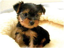 ヨークシャーテリア