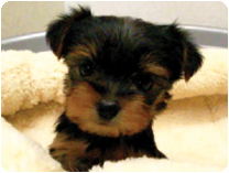 ヨークシャーテリア by NIPPON PET（大垣）