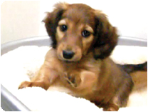 ミニチュアダックス(ロングヘアー) by NIPPON PET（大垣）