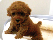 トイプードル by NIPPON PET（大垣）