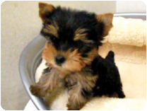 ヨークシャーテリア