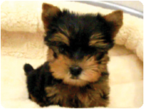 ヨークシャーテリア by NIPPON PET（大垣）