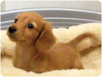 ミニチュアダックスフンド（ロングヘアー） by NIPPON PET（大垣）