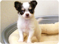 チワワ（ロングコート）