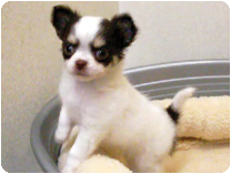 チワワ（ロングコート）by NIPPON PET（大垣）