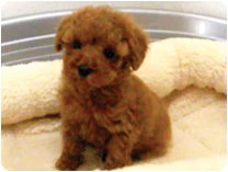 トイプードル by NIPPON PET（大垣）