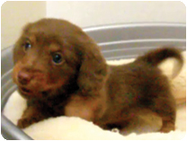 ミニチュアダックスフンド（ロングヘアー）