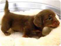 ミニチュアダックス（ロング） by NIPPON PET（大垣）