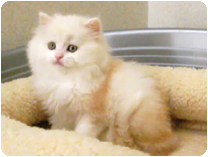 スコティッシュフォールド