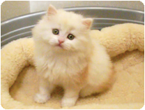 スコティッシュフォールド by NIPPON PET（大垣）