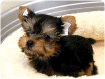 ヨークシャーテリア