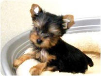 ヨークシャーテリア by NIPPON PET（大垣）