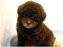 トイプードル（レアカラー） by NIPPON PET（大垣）